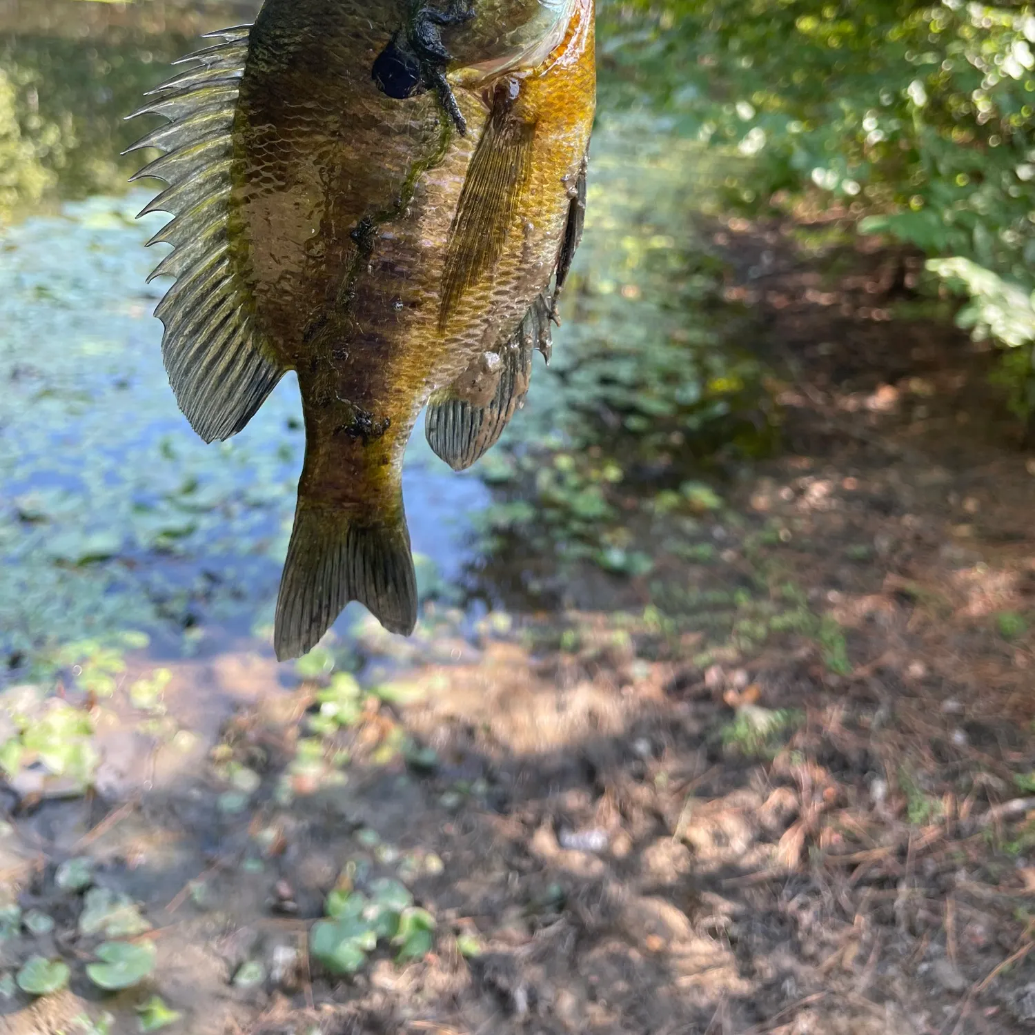 Orangespotted sunfish caught on Fishbrain