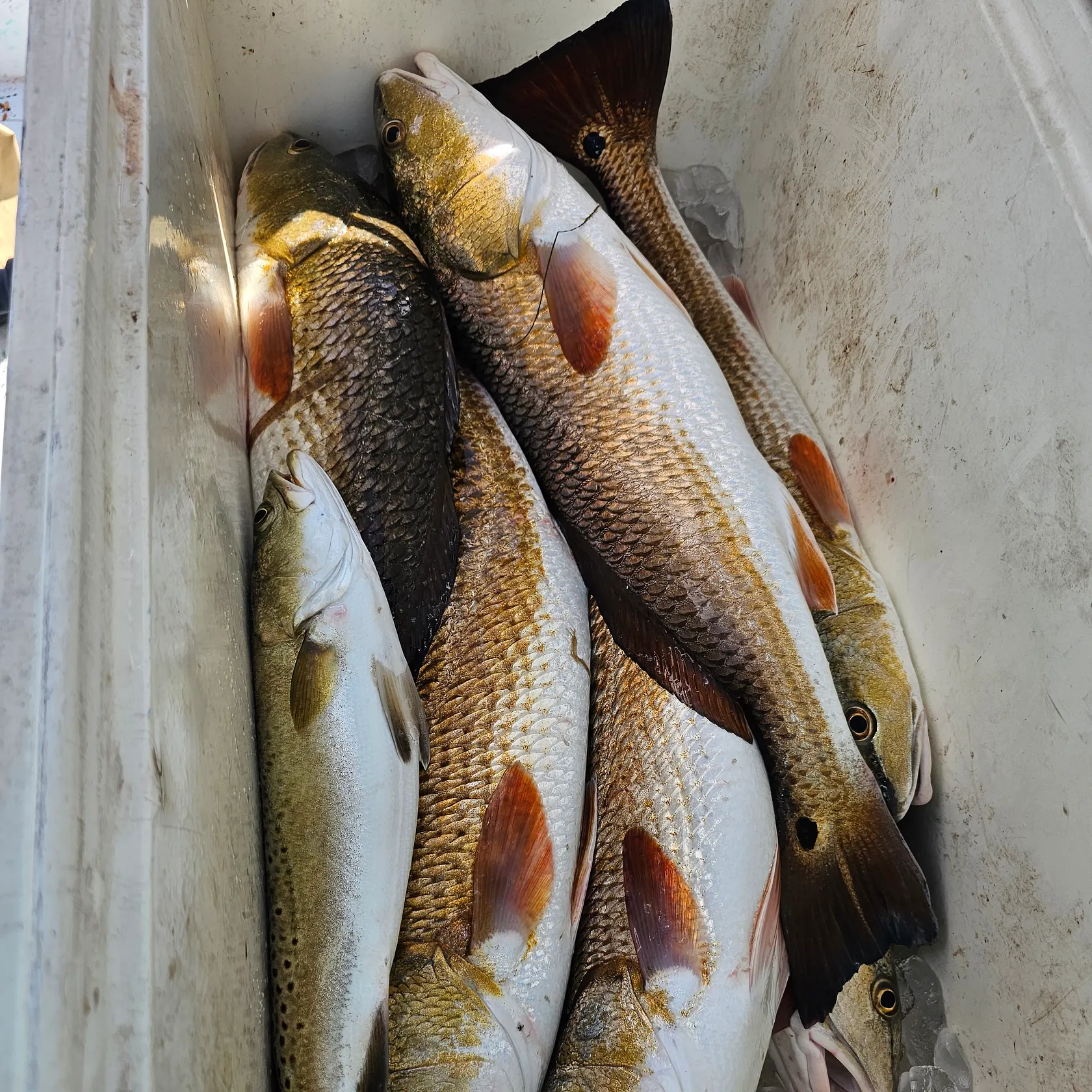 angler catch