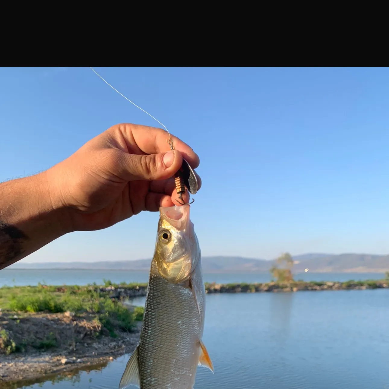 Fish caught on Fishbrain