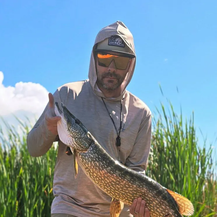 Northern pike caught on Fishbrain