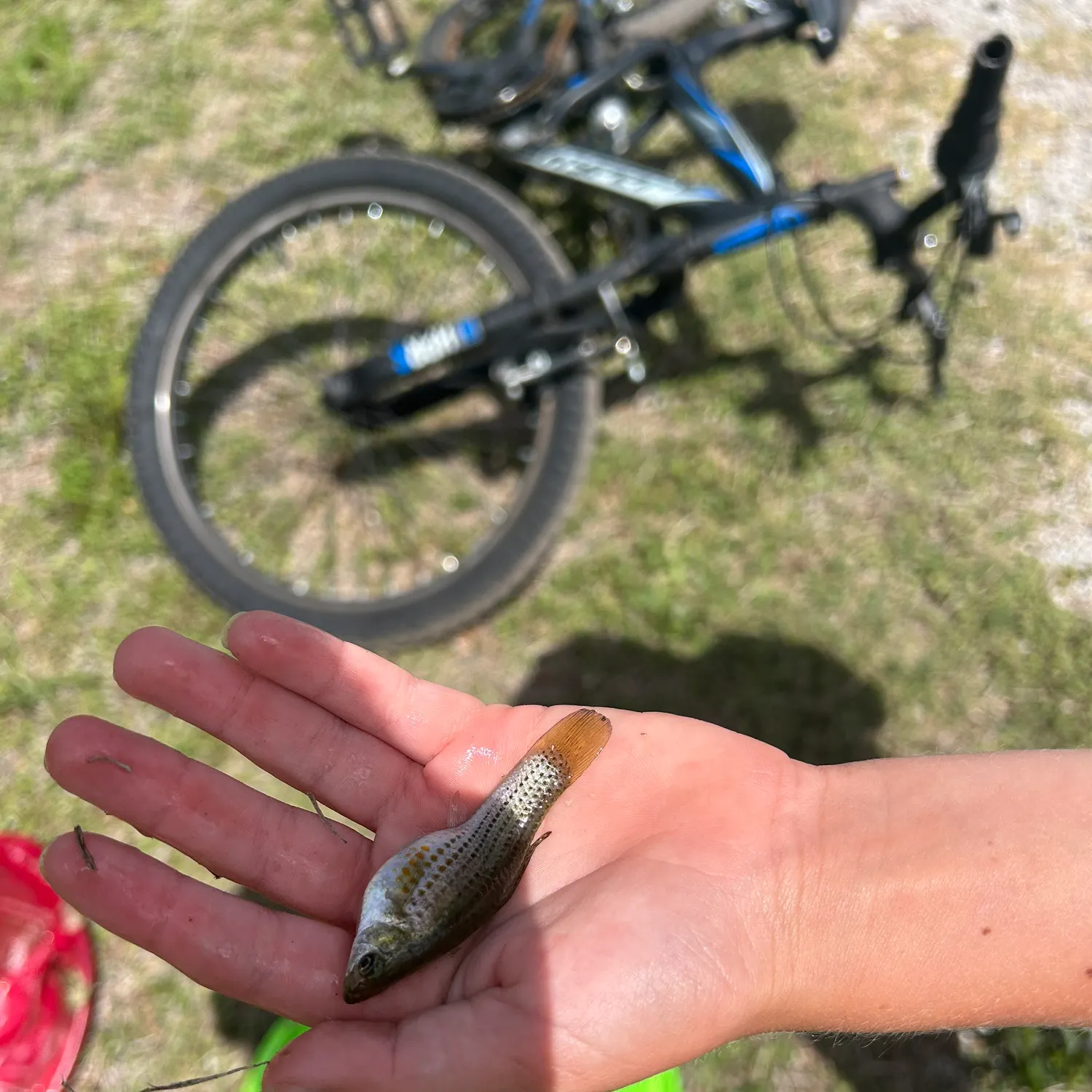 The most recent Dollar sunfish catches on Fishbrain