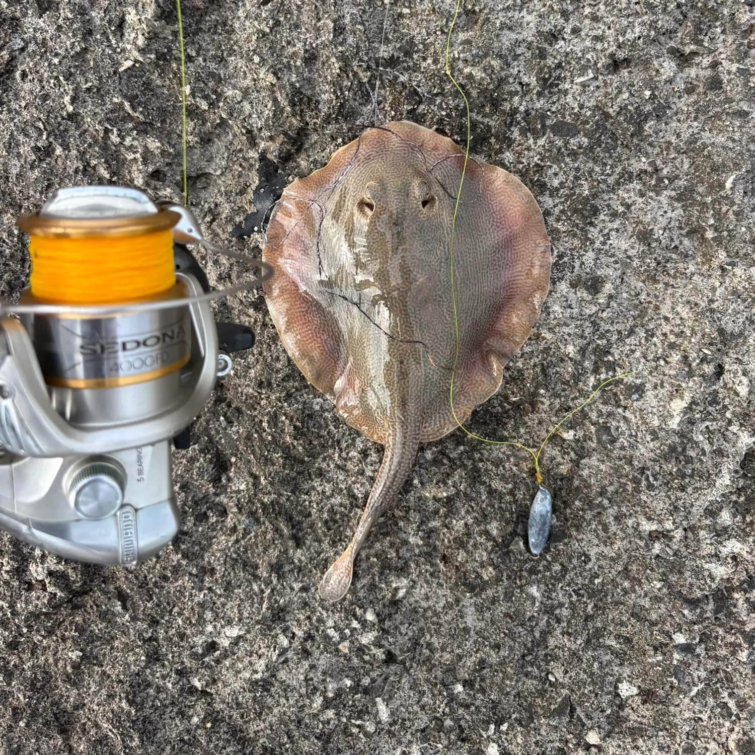 The most recent Haller's round ray catches on Fishbrain