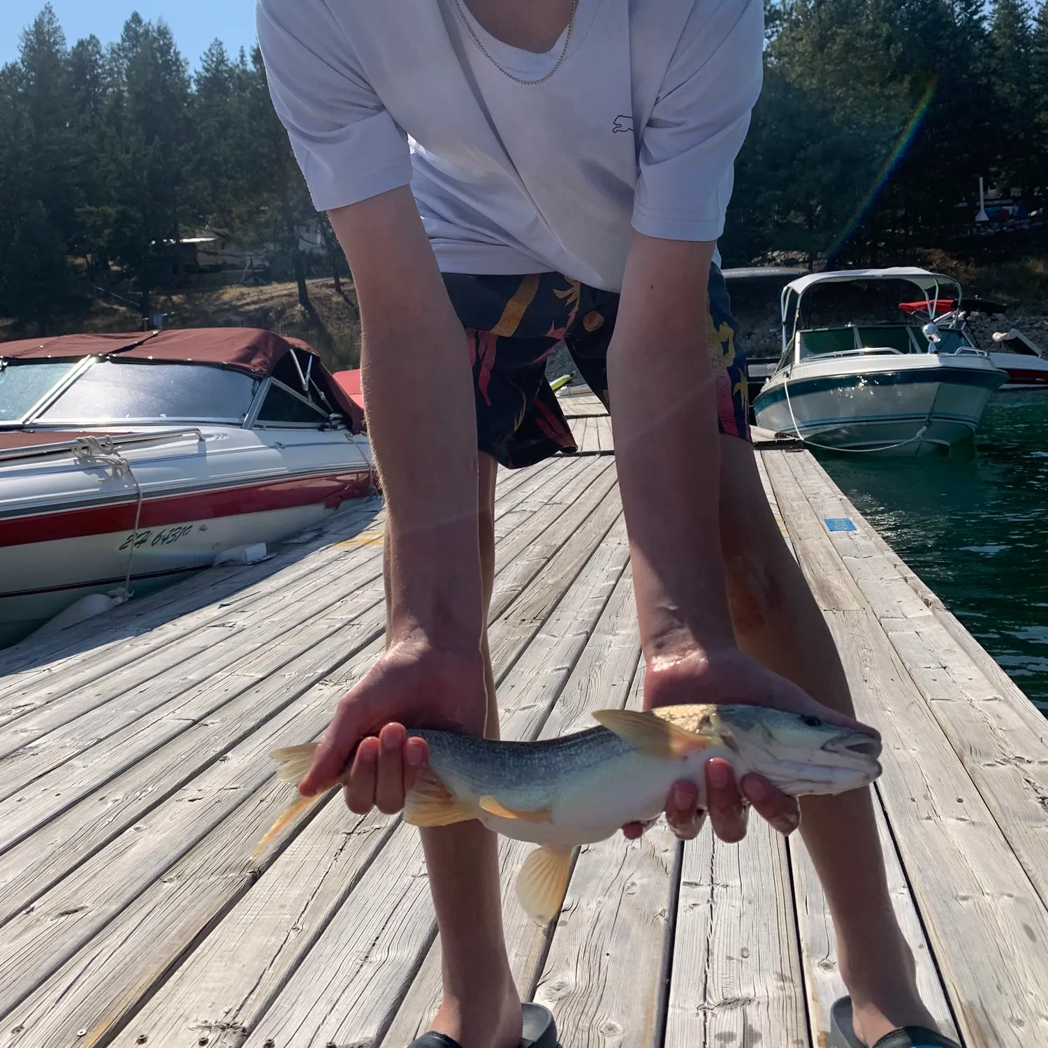 Northern pikeminnow caught on Fishbrain