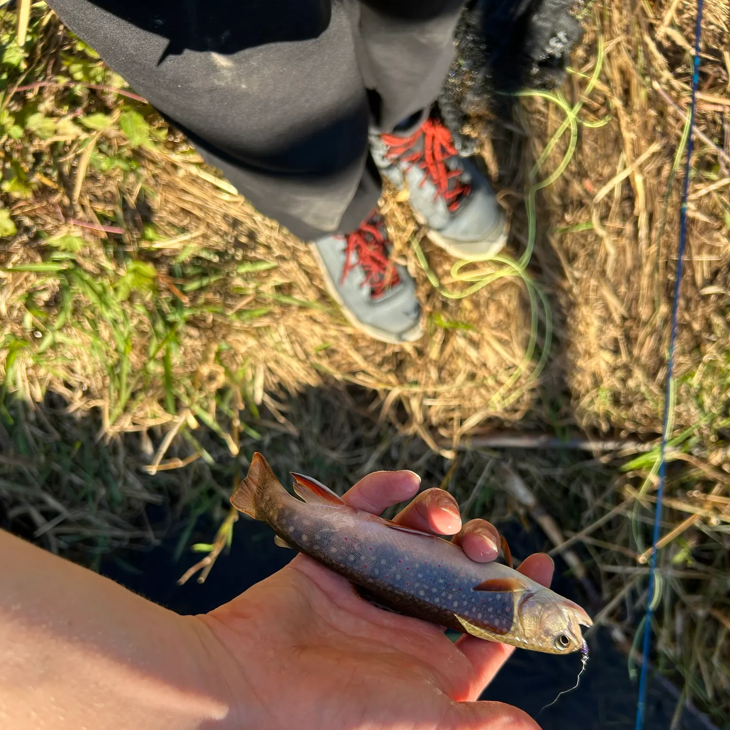 Brook trout caught on Fishbrain