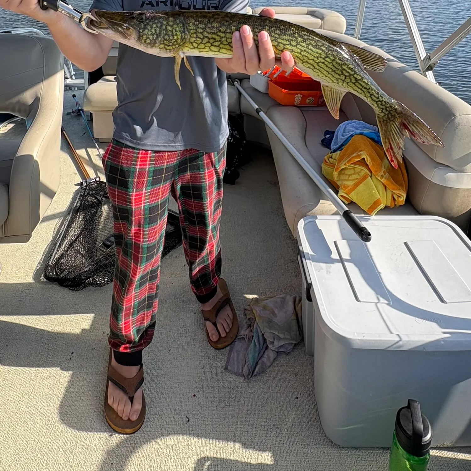 Chain pickerel caught on Fishbrain