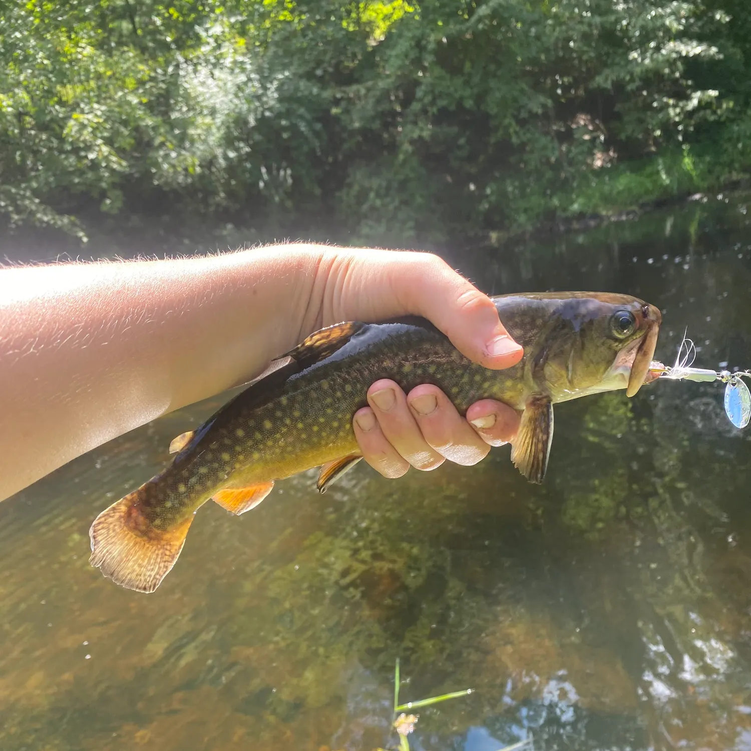 Brook trout caught on Fishbrain