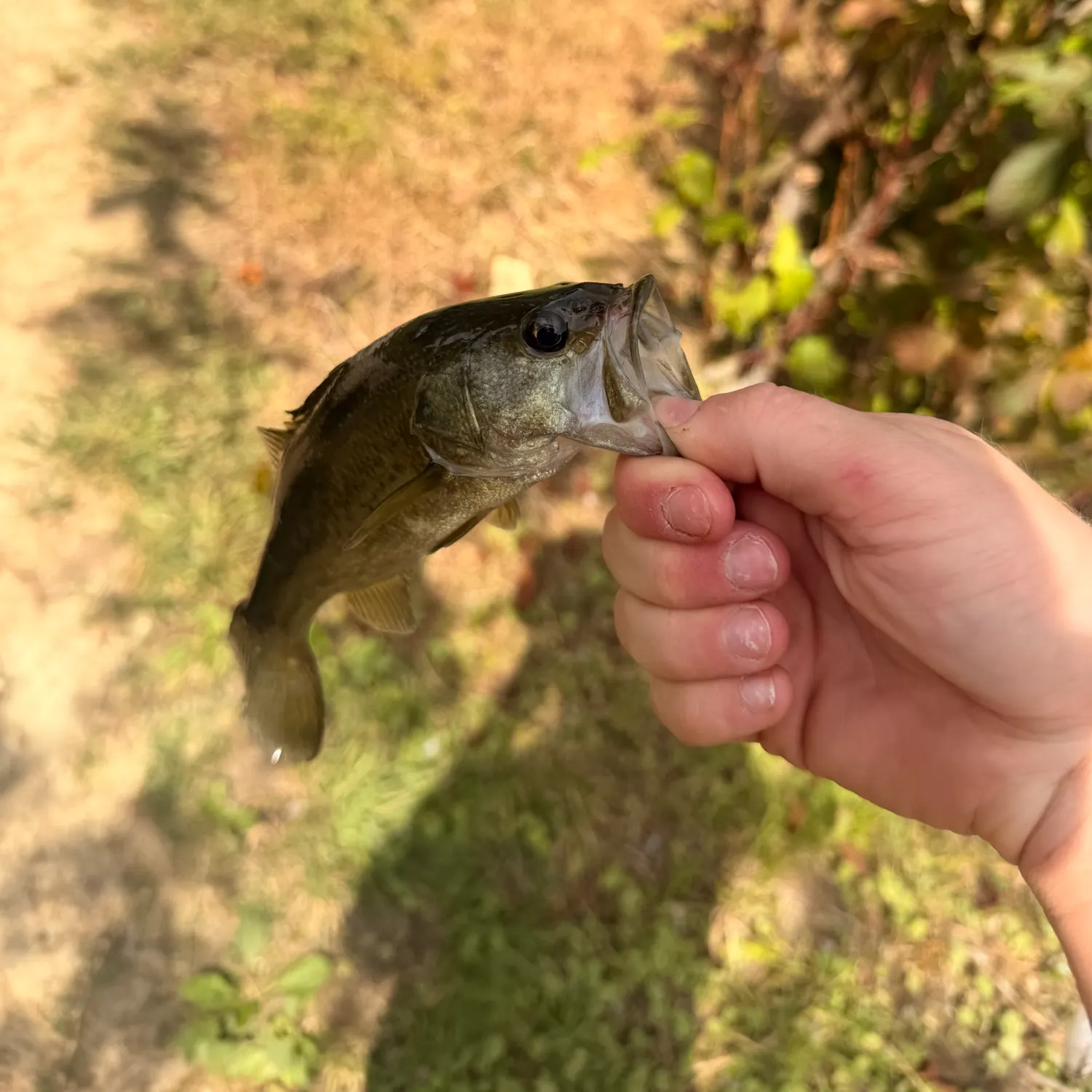 Fish caught on Fishbrain