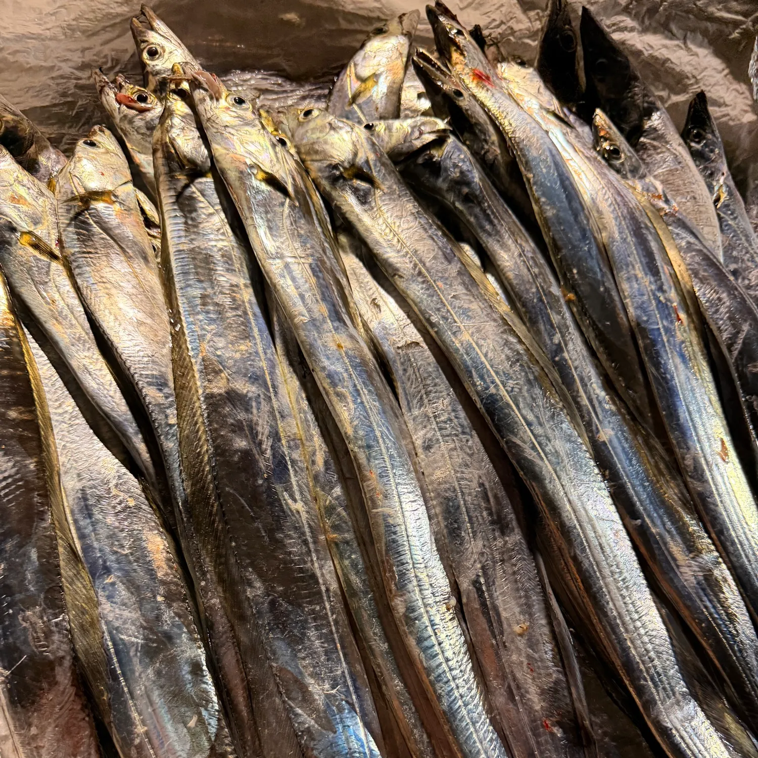 Atlantic cutlassfish caught on Fishbrain