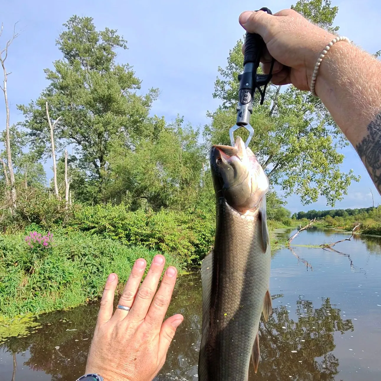 Eyetail bowfin caught on Fishbrain