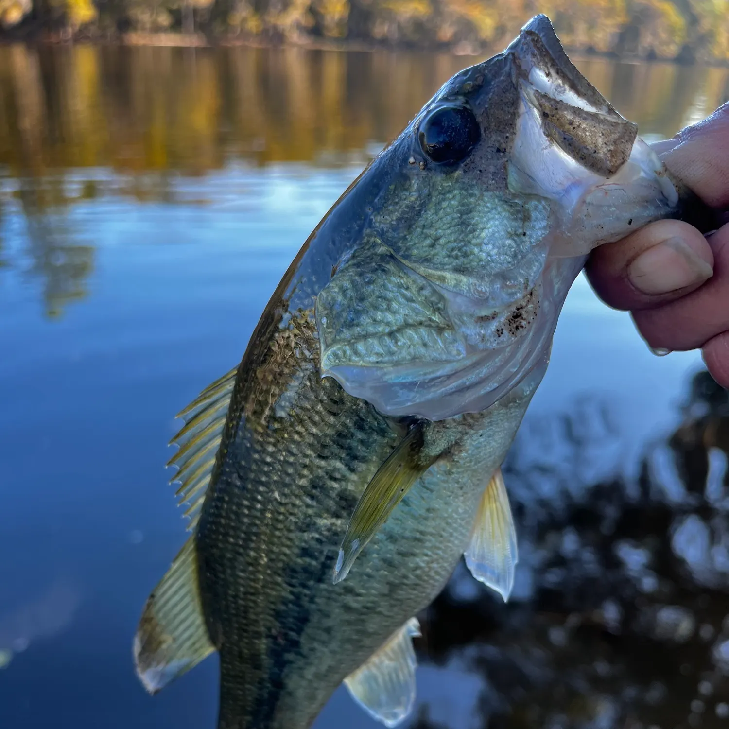 Largemouth bass caught on Fishbrain
