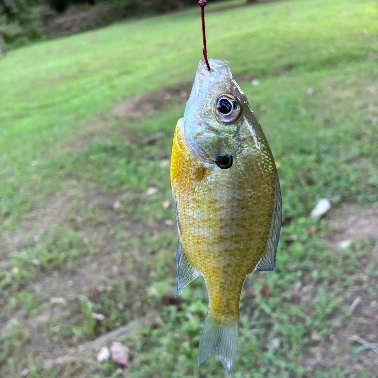 Bluegill caught on Fishbrain