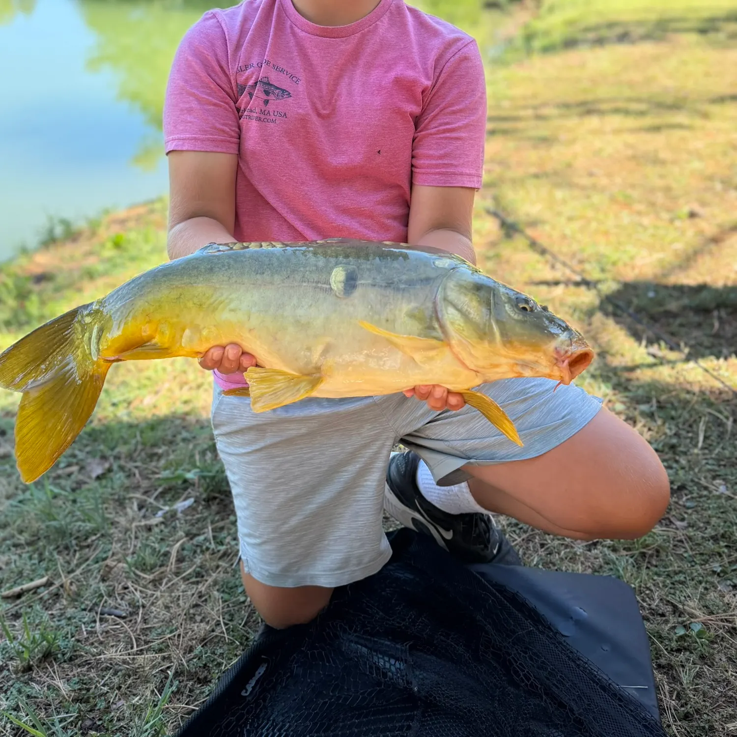 Mirror carp caught on Fishbrain