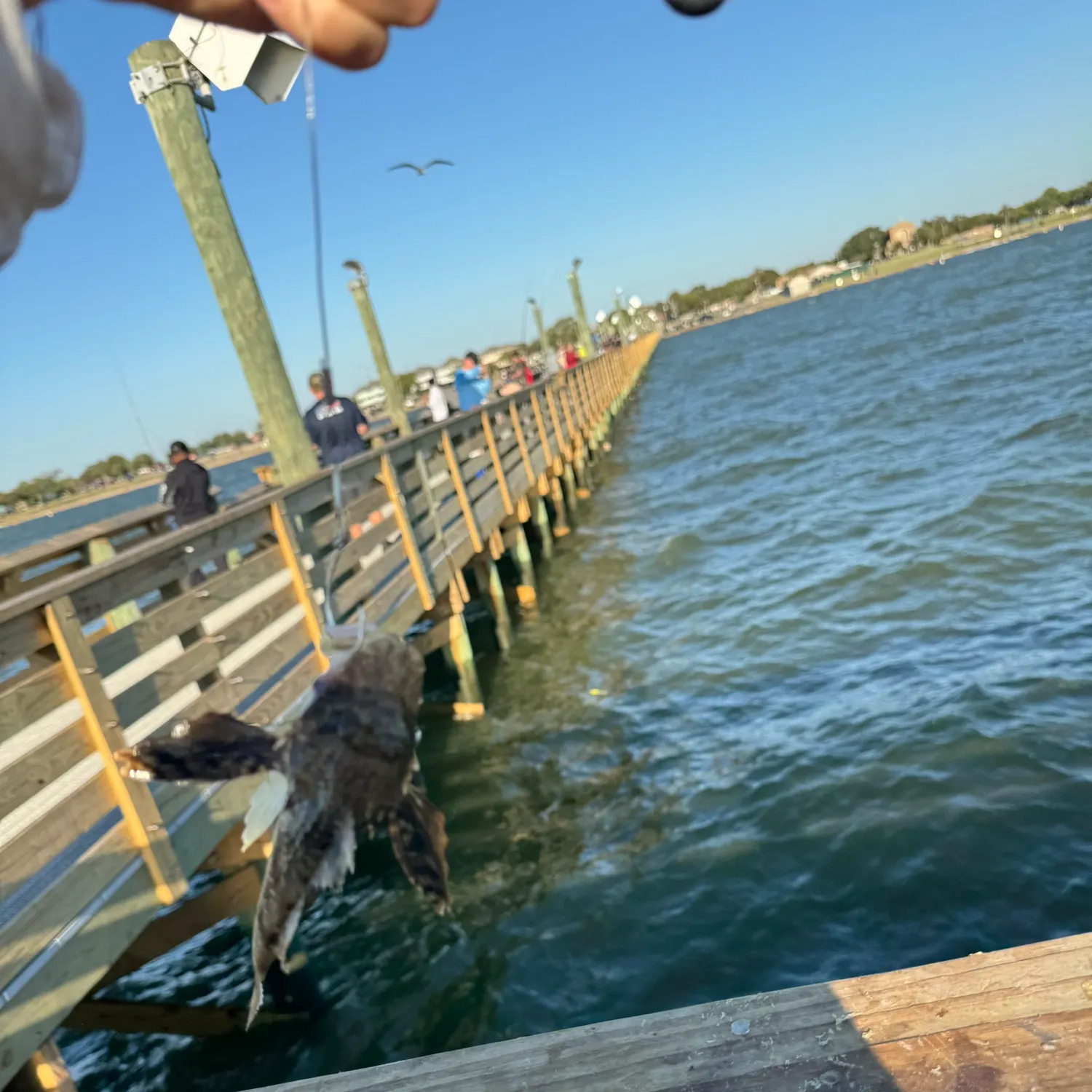 The most recent Bighead searobin catches on Fishbrain