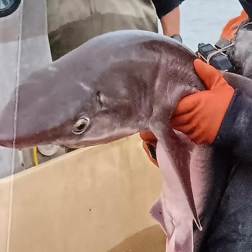 Pacific spiny dogfish caught on Fishbrain