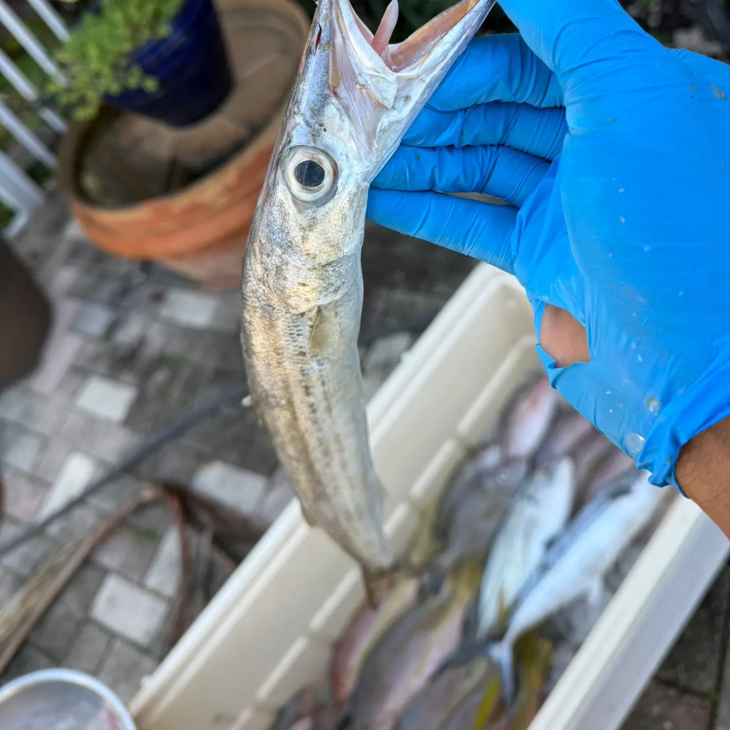 The most recent Southern sennet catches on Fishbrain