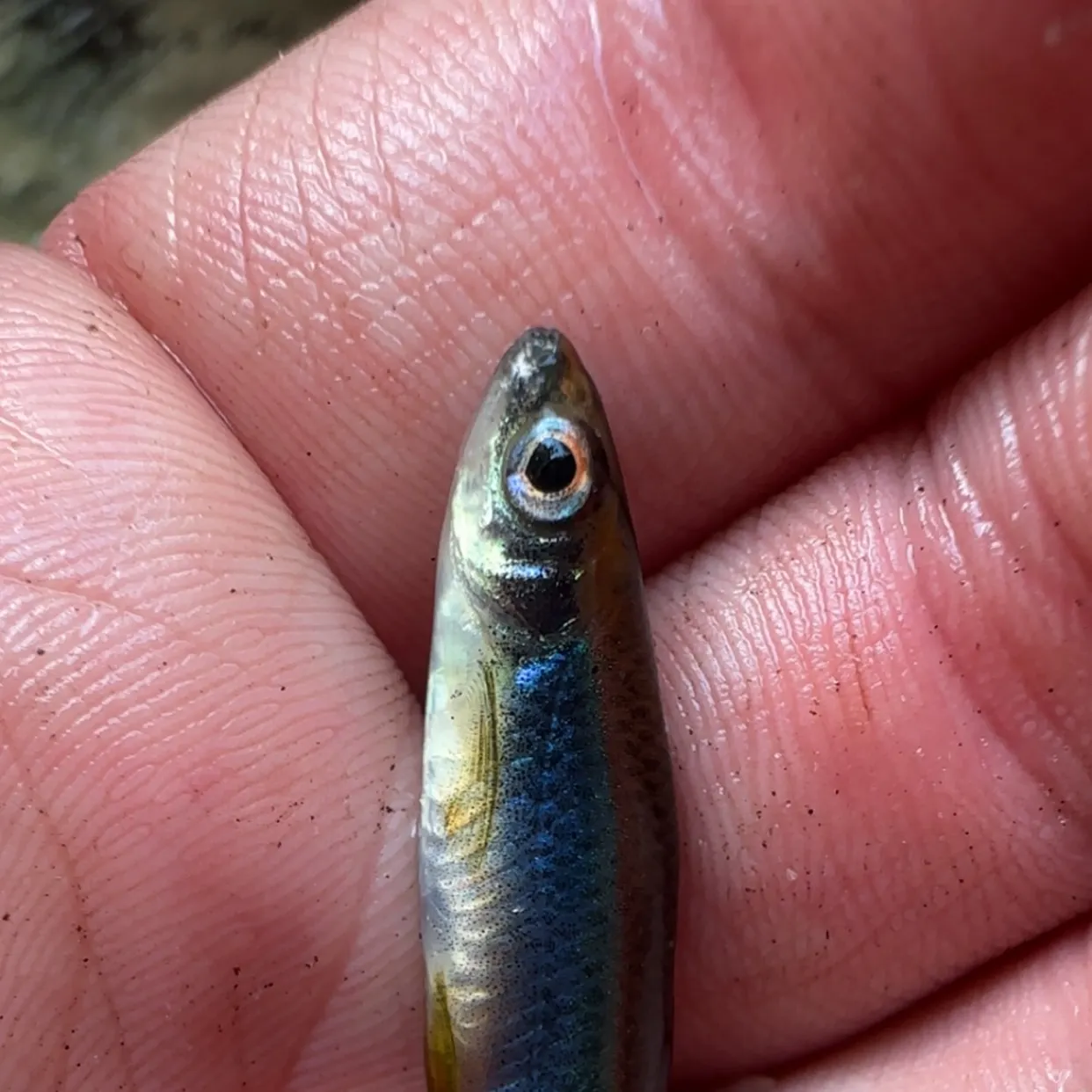 The most recent Sailfin shiner catches on Fishbrain