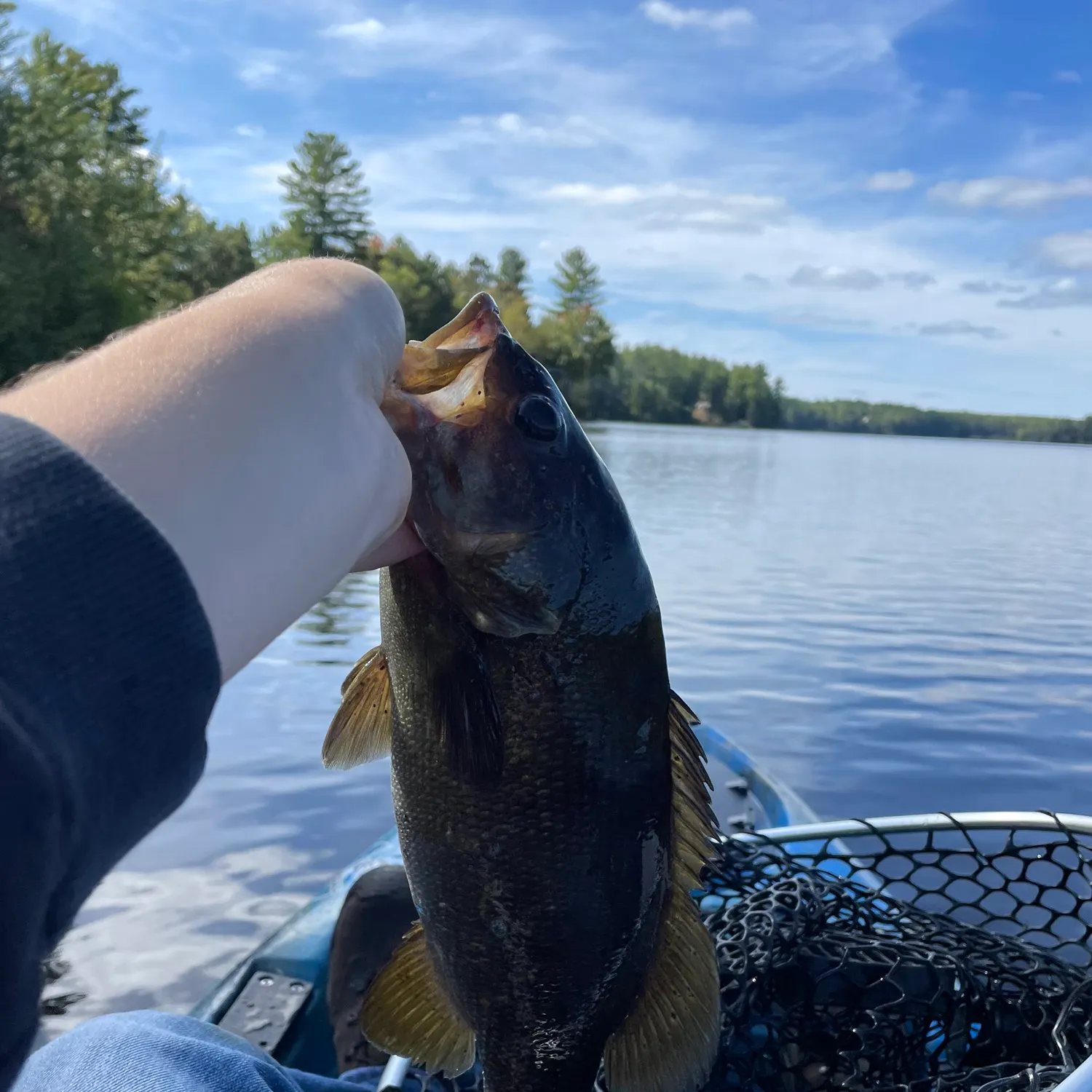 Smallmouth bass caught on Fishbrain