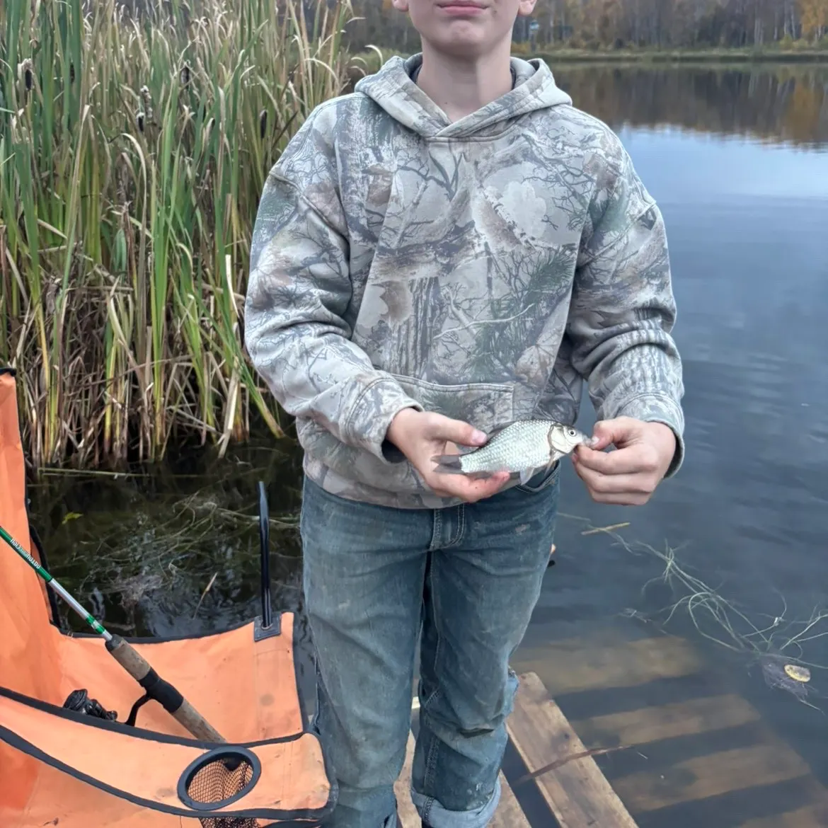 Prussian carp caught on Fishbrain