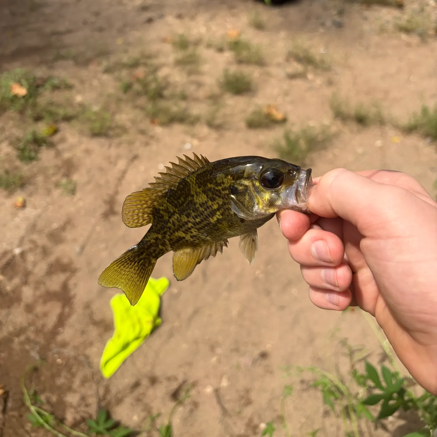 The most recent Shadow bass catches on Fishbrain