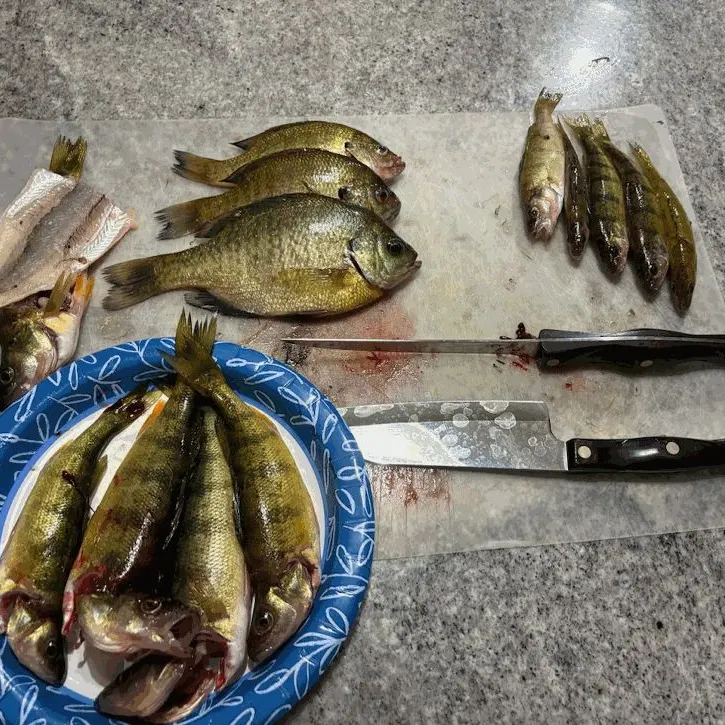 Yellow perch caught on Fishbrain