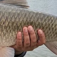 Grass carp caught on Fishbrain