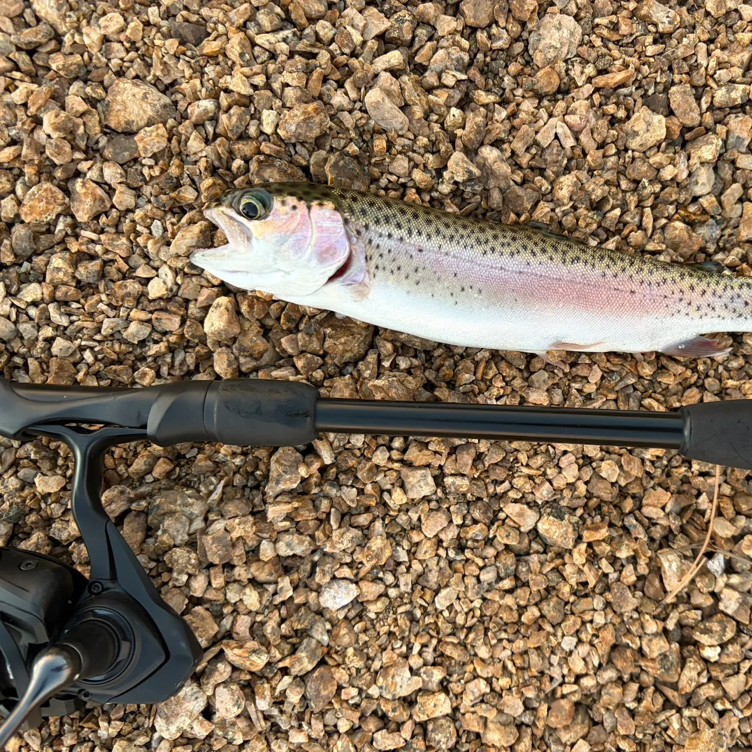 Rainbow trout caught on Fishbrain