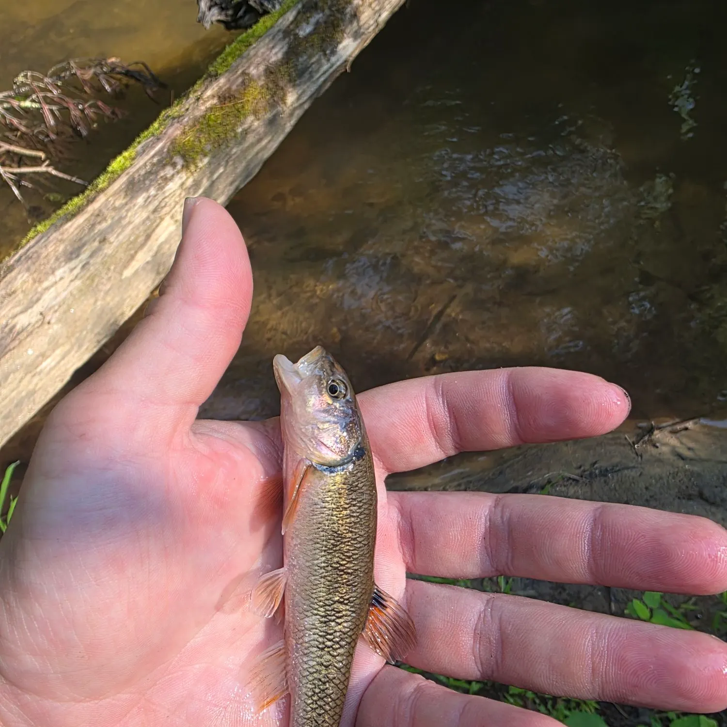 The most recent Creek chub catches on Fishbrain