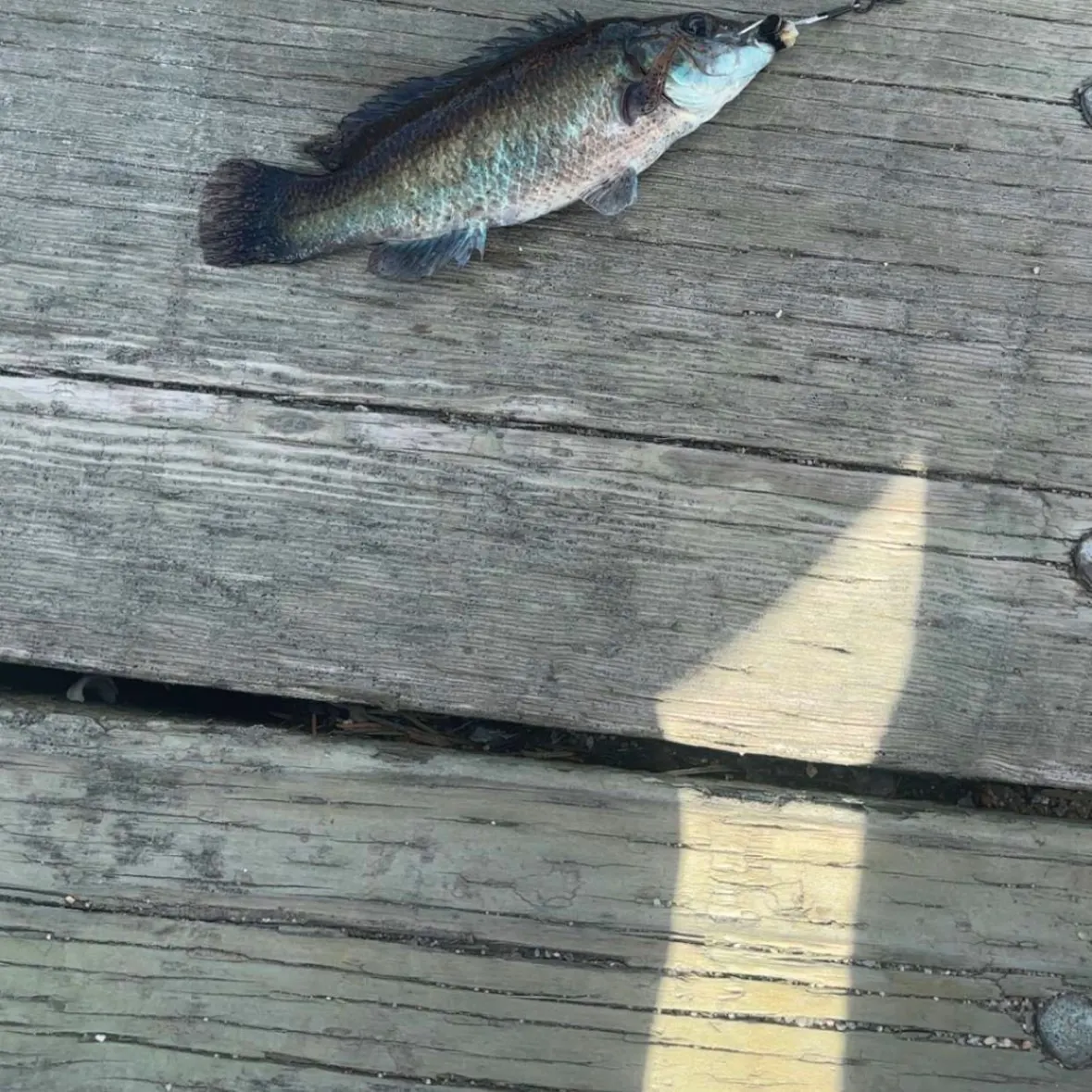 The most recent Cunner catches on Fishbrain
