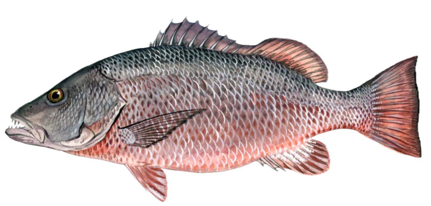 Cubera snapper