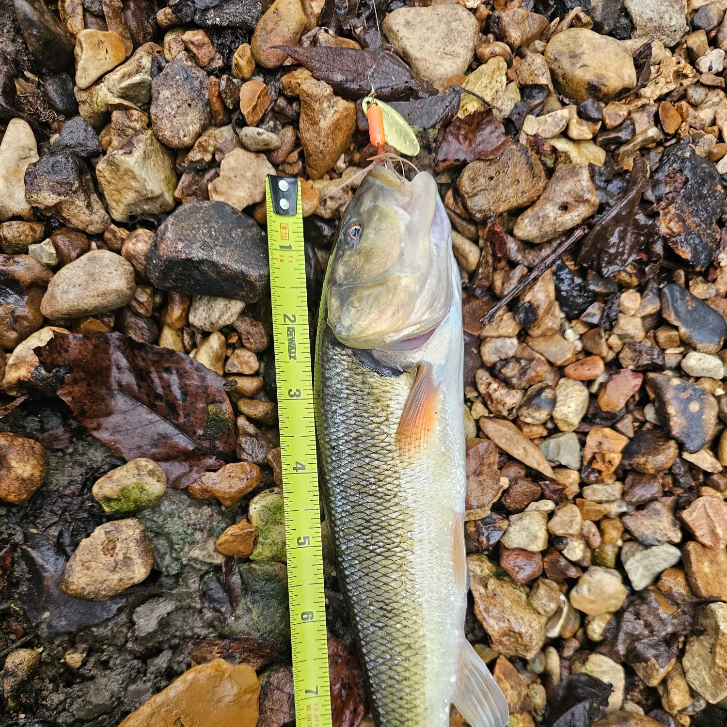Creek chub caught on Fishbrain
