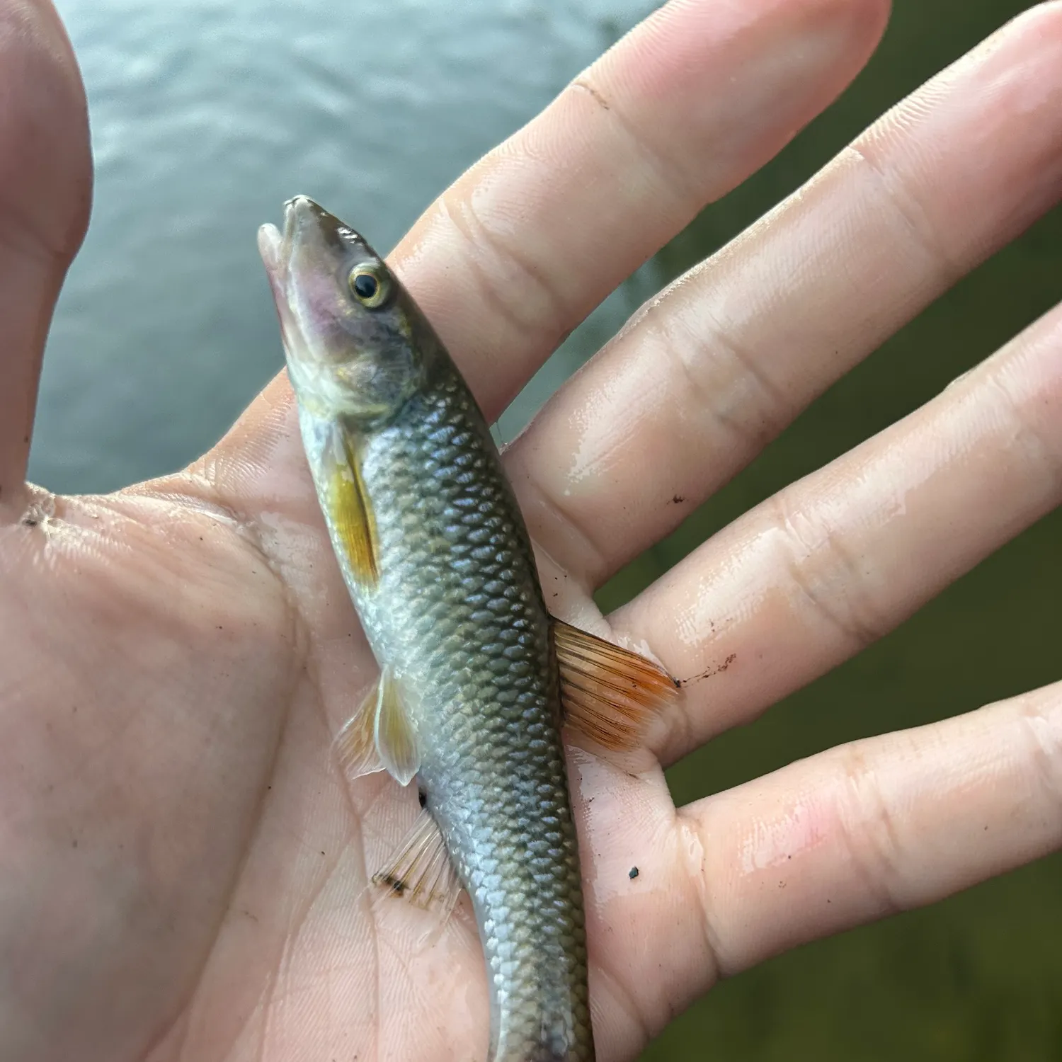 The most recent Redtail chub catches on Fishbrain