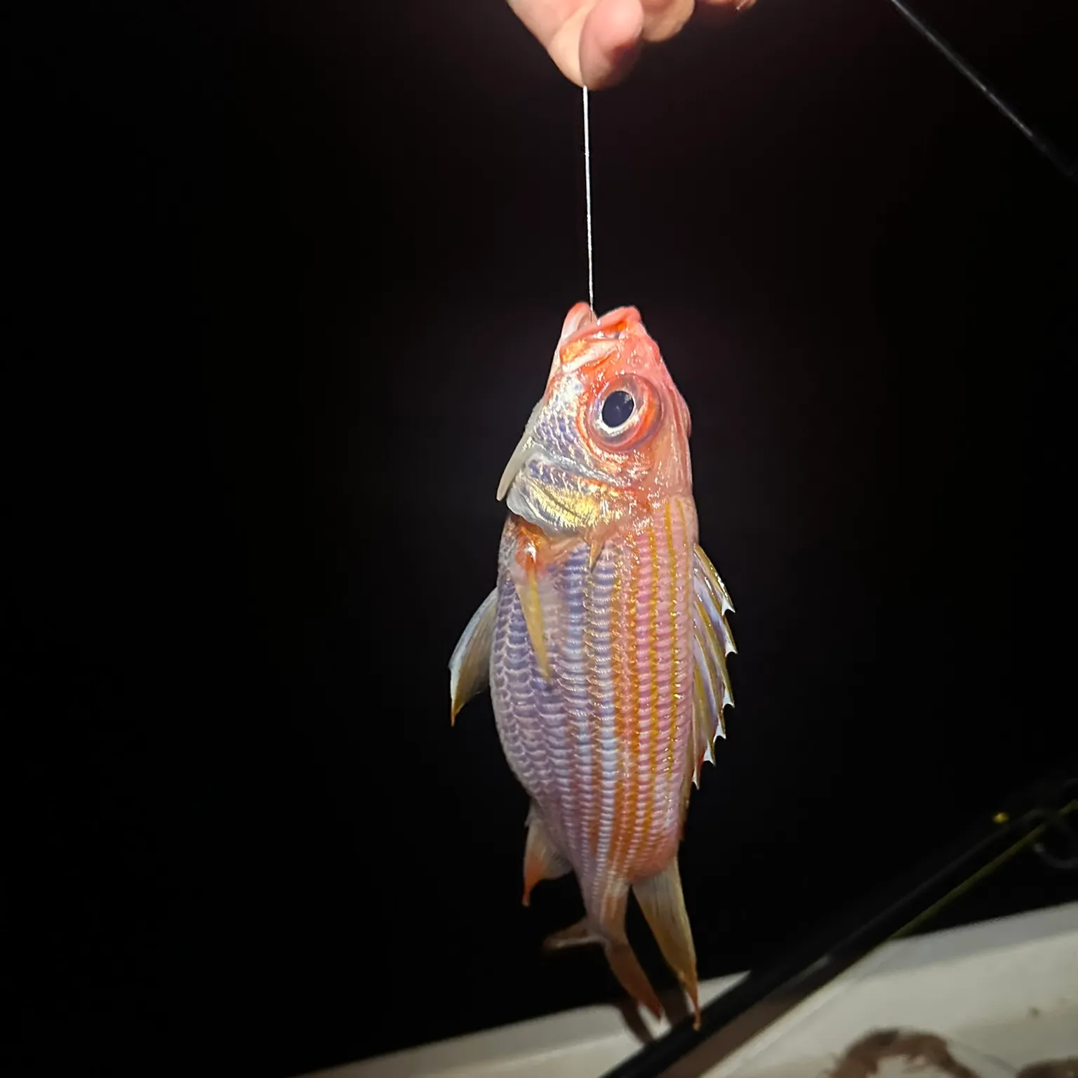 The most recent Common squirrelfish catches on Fishbrain