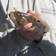 The most recent Rock sea bass catches on Fishbrain