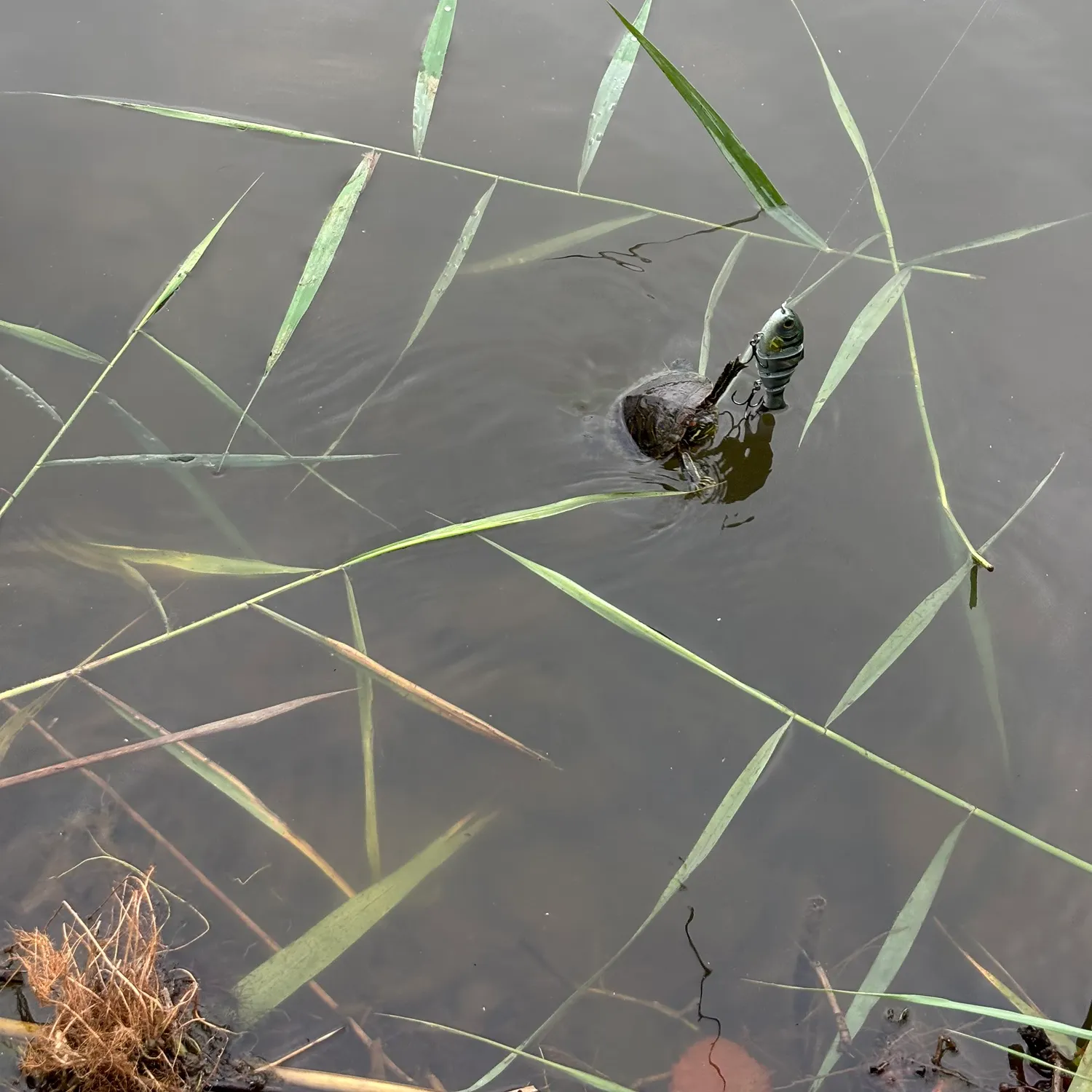 Painted turtle caught on Fishbrain