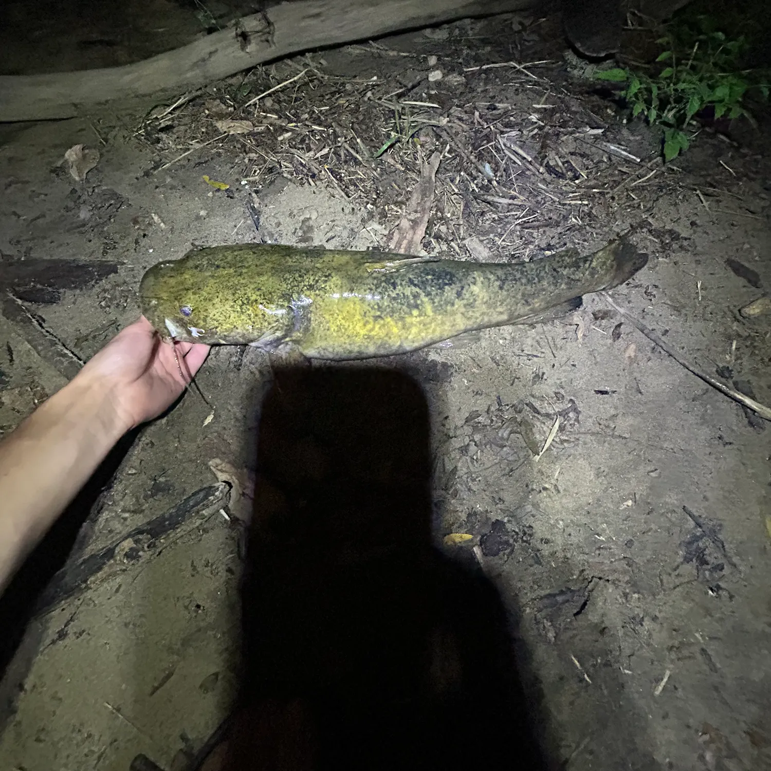 The most recent Flathead catfish catches on Fishbrain