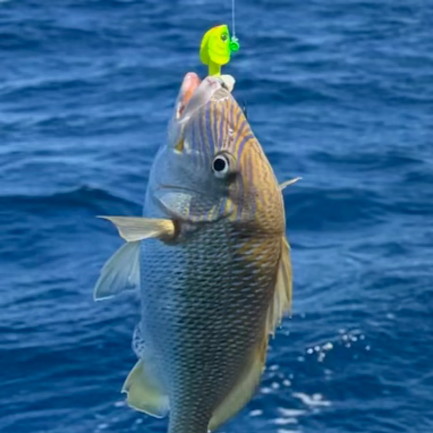angler catch