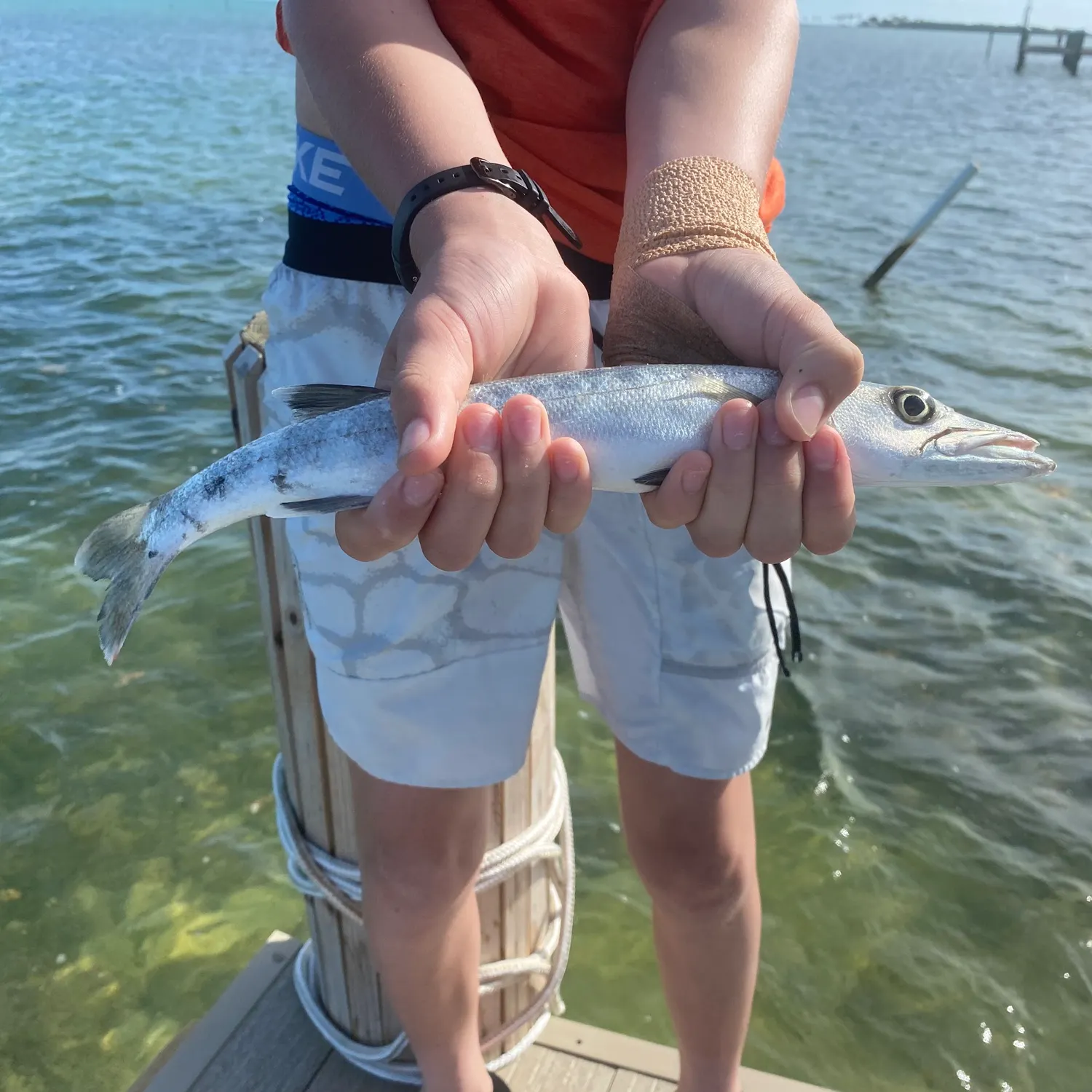 The most recent Great barracuda catches on Fishbrain