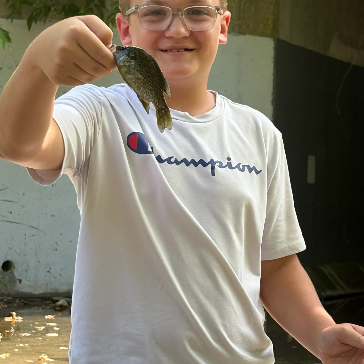Green sunfish caught on Fishbrain