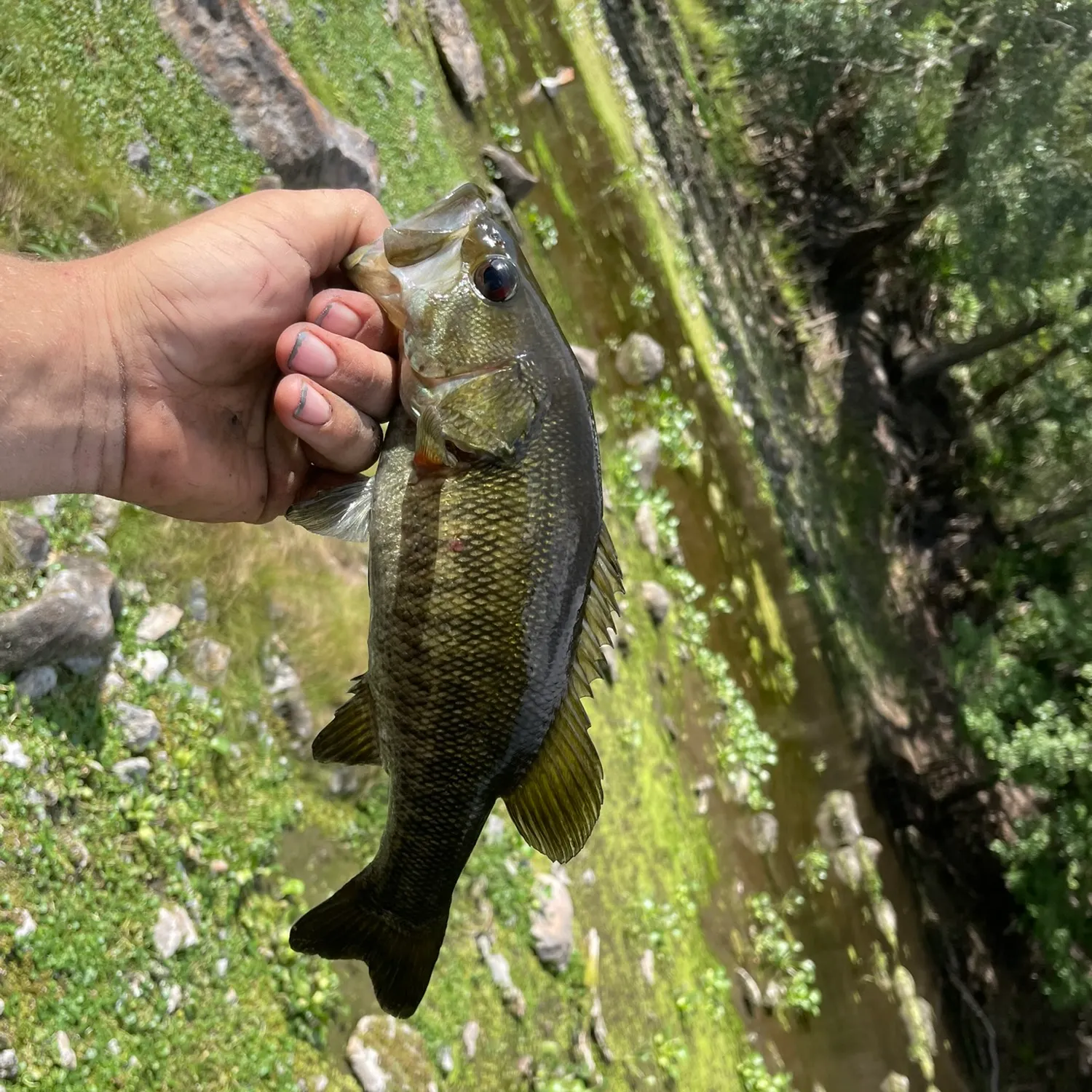 The most recent Suwannee bass catches on Fishbrain