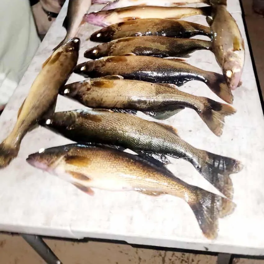 recently logged catches