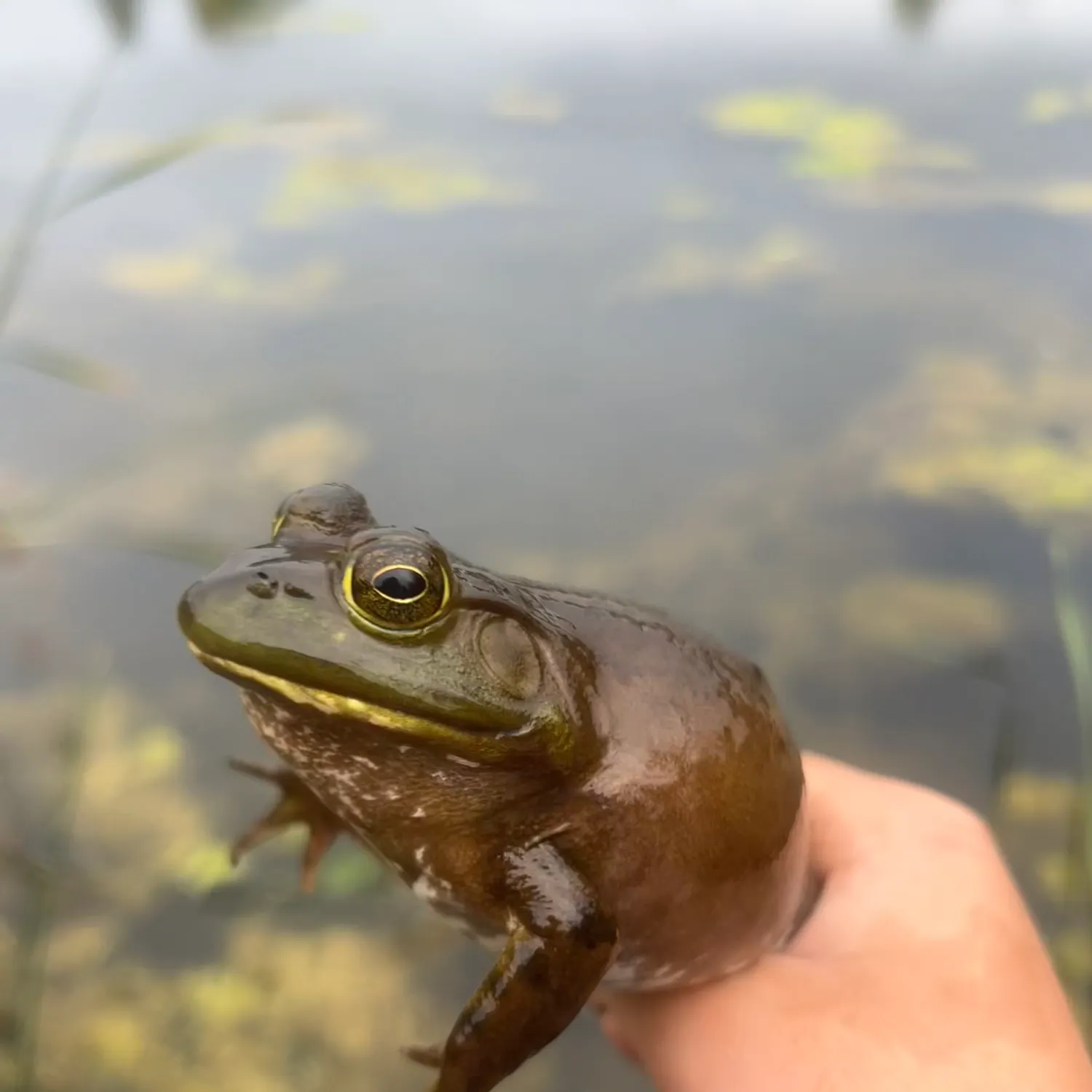 American bullfrog caught on Fishbrain