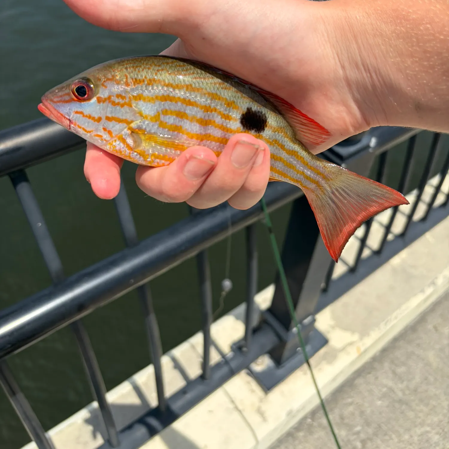 Lane snapper caught on Fishbrain