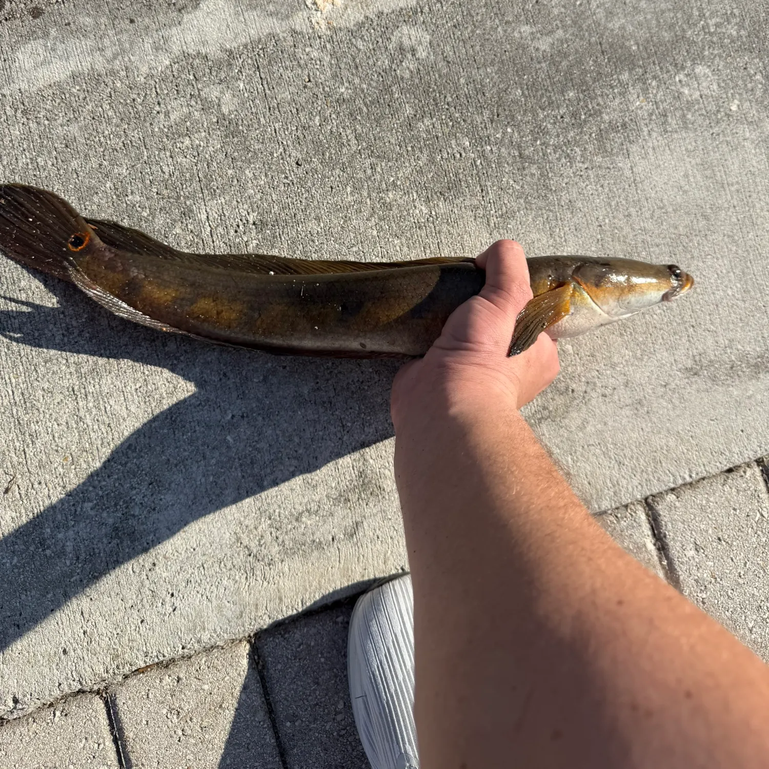 The most recent Bullseye snakehead catches on Fishbrain