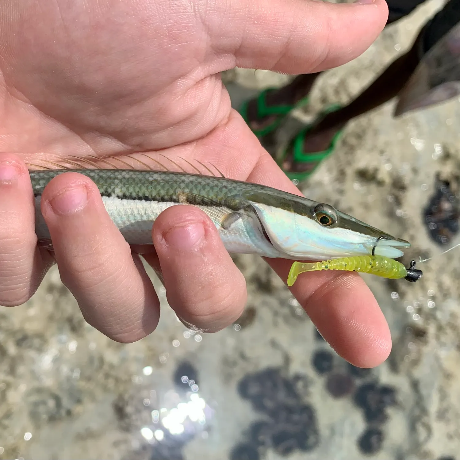 The most popular recent Cigar wrasse catch on Fishbrain