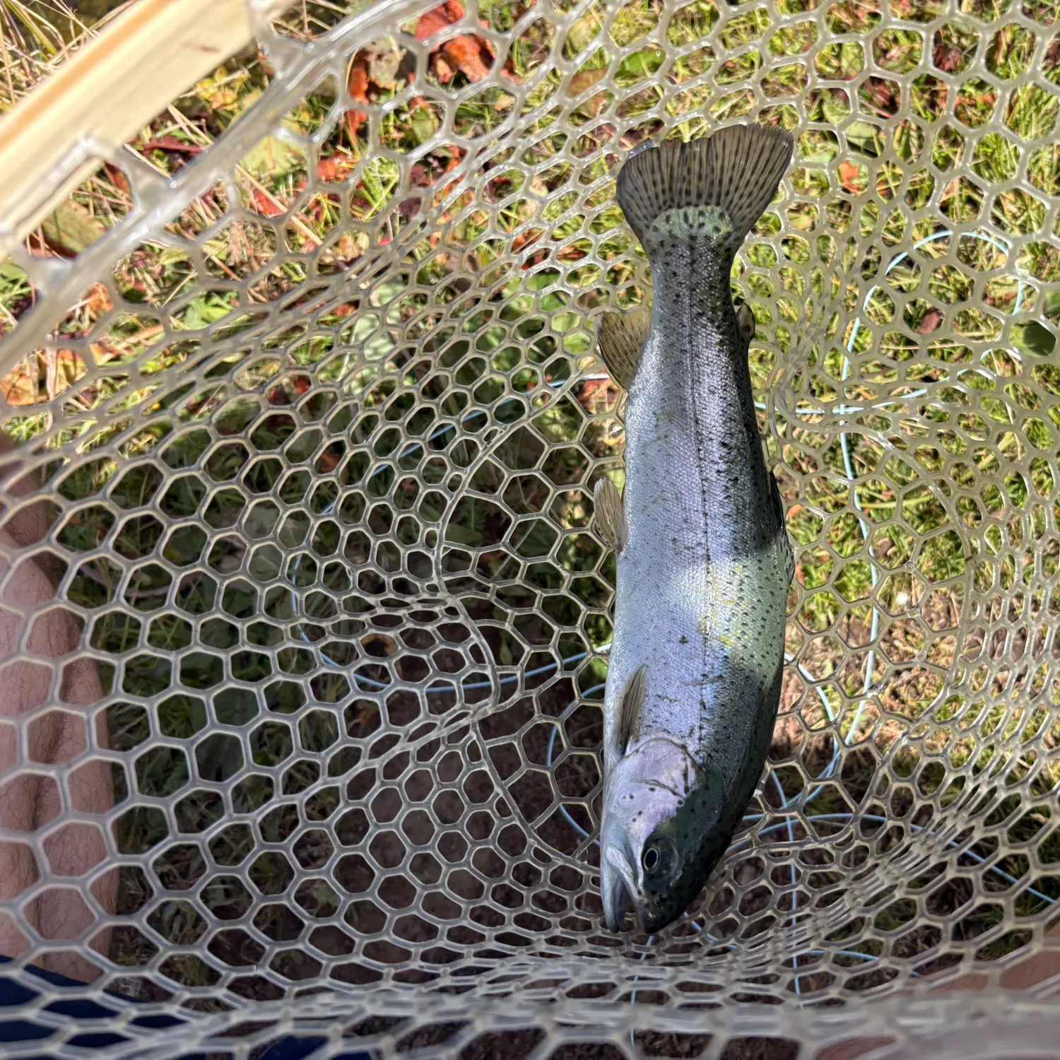 Rainbow trout caught on Fishbrain