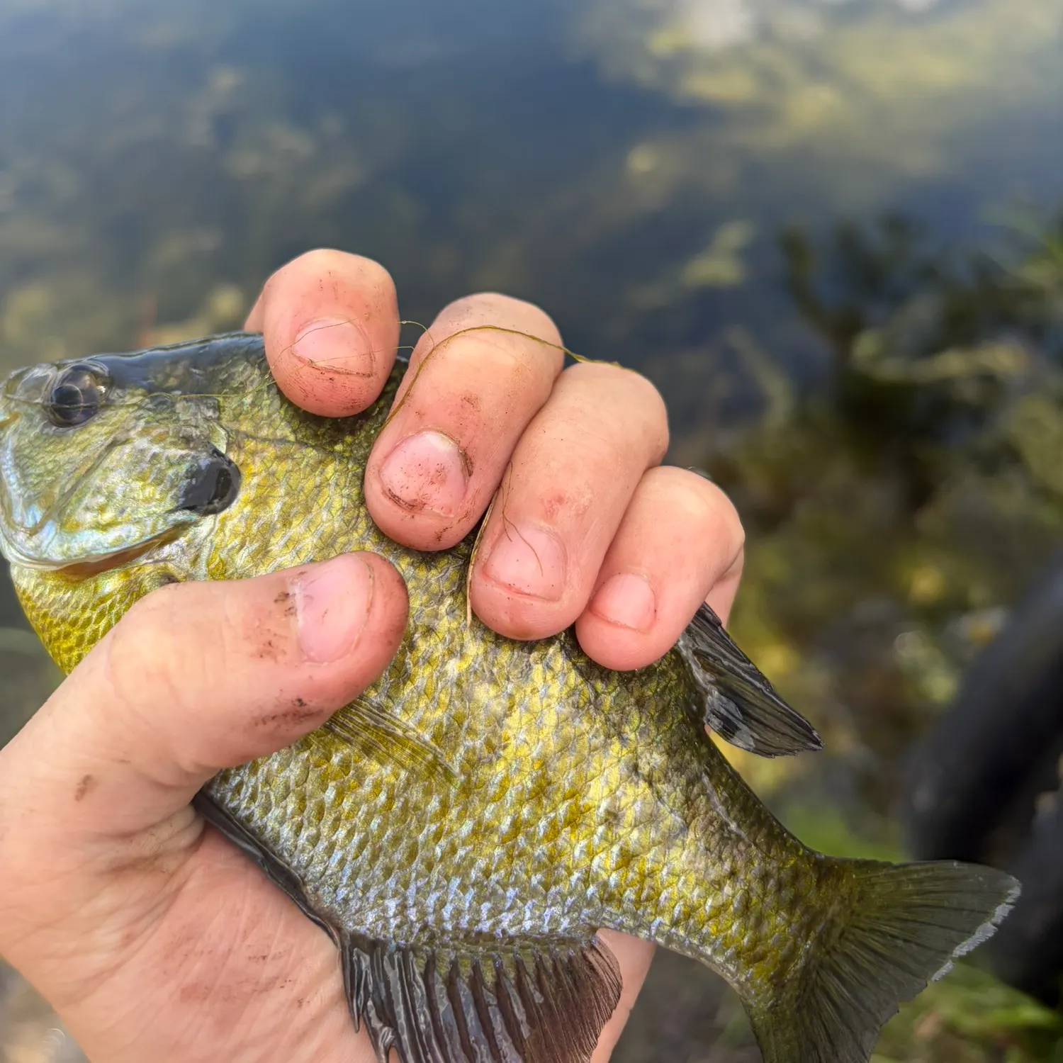 Bluegill caught on Fishbrain