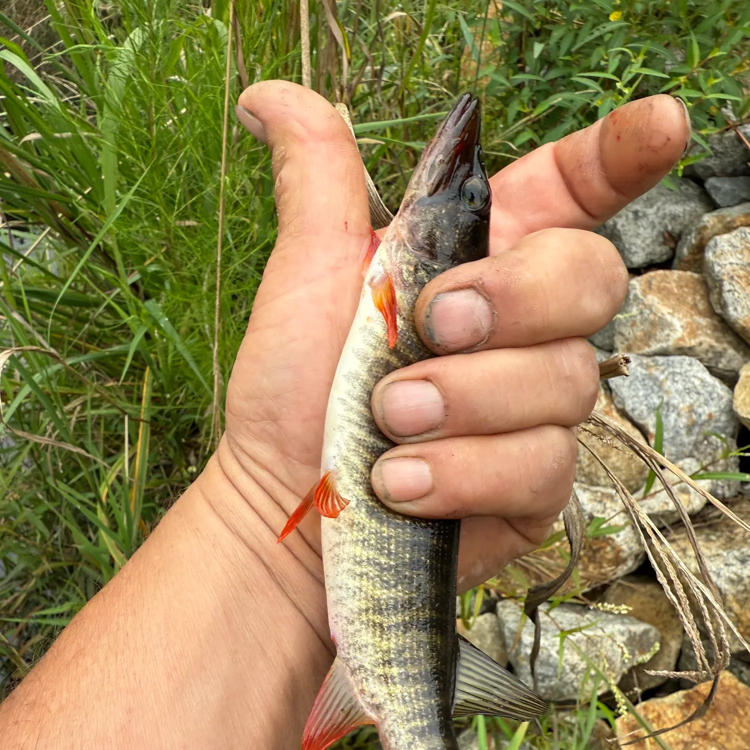 The most recent Redfin pickerel catches on Fishbrain