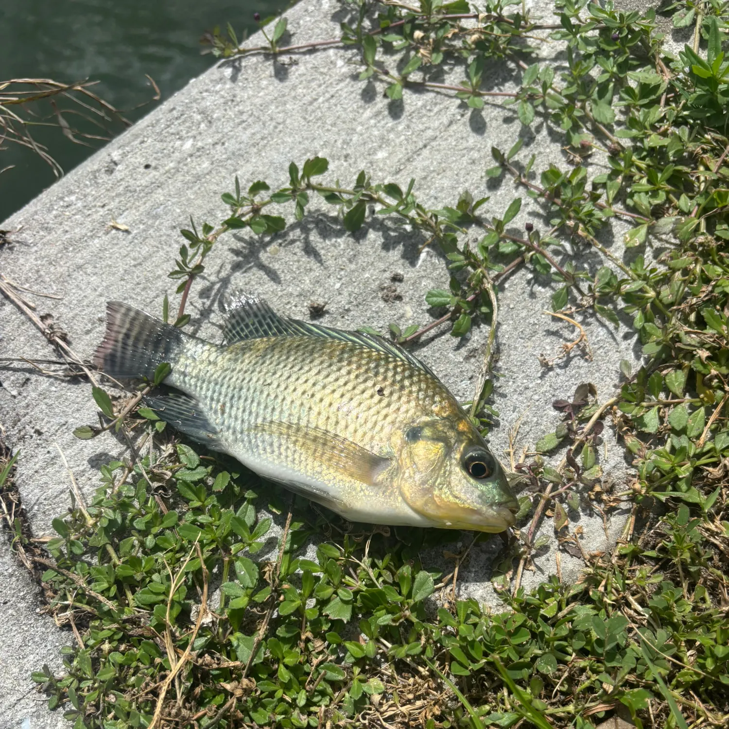Nile tilapia caught on Fishbrain
