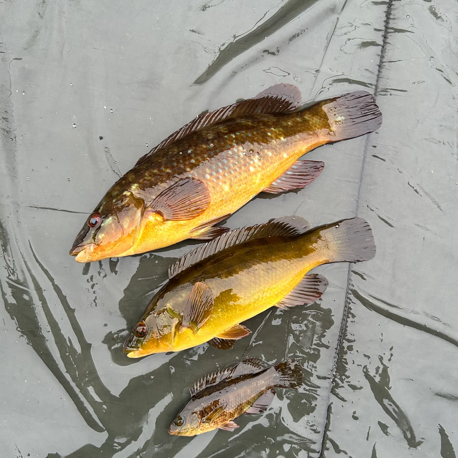 Ballan wrasse caught on Fishbrain