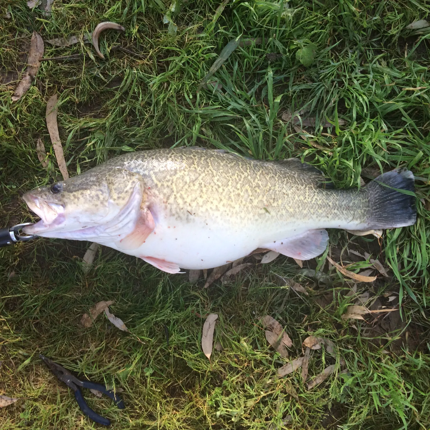 Post image from brocky02